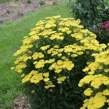 ACHILLEA YARROW (Sun)