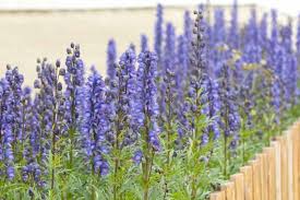 ACONITUM MONKSHOOD (Sun/Part Shade)