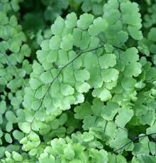 ADIANTUM MAIDENHAIR FERN