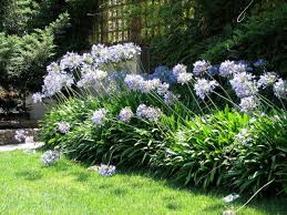 AGAPANTHUS LILY OF THE NILE (Sun)