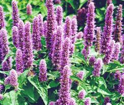 AGASTACHE GIANT HYSSOP (Sun)