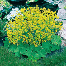 ALCHEMILLA LADYS MANTLE (Sun/Part Shade)