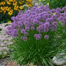 ALLIUM ORNAMENTAL ONION(Sun)