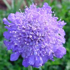 SCABIOSA PINCUSHION FLOWER (Sun)