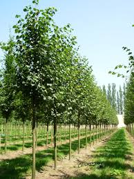 TILIA CORDATA GREENSPIRE