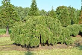 TSUGA CANADENSIS PENDULA