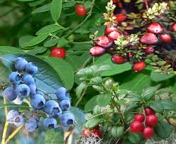 VACCINIUM