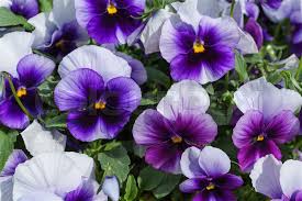 VIOLA VIOLET (Sun)