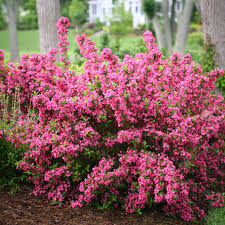 WEIGELA FLORIDA