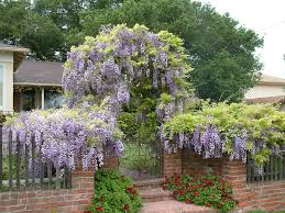 WISTERIA SINENSIS