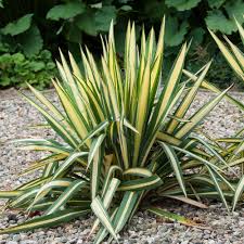 YUCCA FILAMENTOSA GOLDEN SWORD