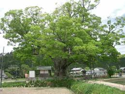 ZELKOVA SERRATA