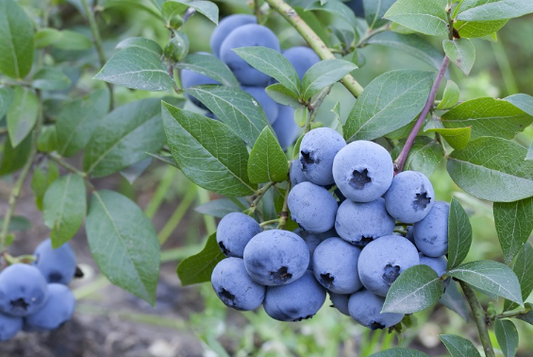 VACCINIUM-Assorted Varieties