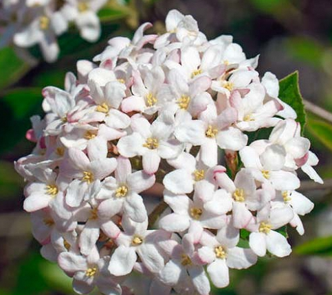 VIBURNUM-