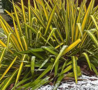 YUCCA FILAMENTOSA-GOLDEN SWORD