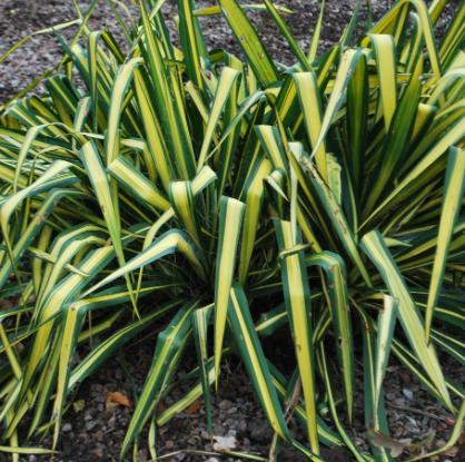 YUCCA FILAMENTOSA-GOLDEN SWORD